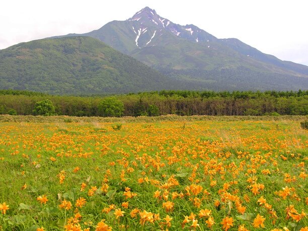 北の離島へ！ 利尻富士に感動自然と魚介グルメに浸る利尻島 | JTRIP