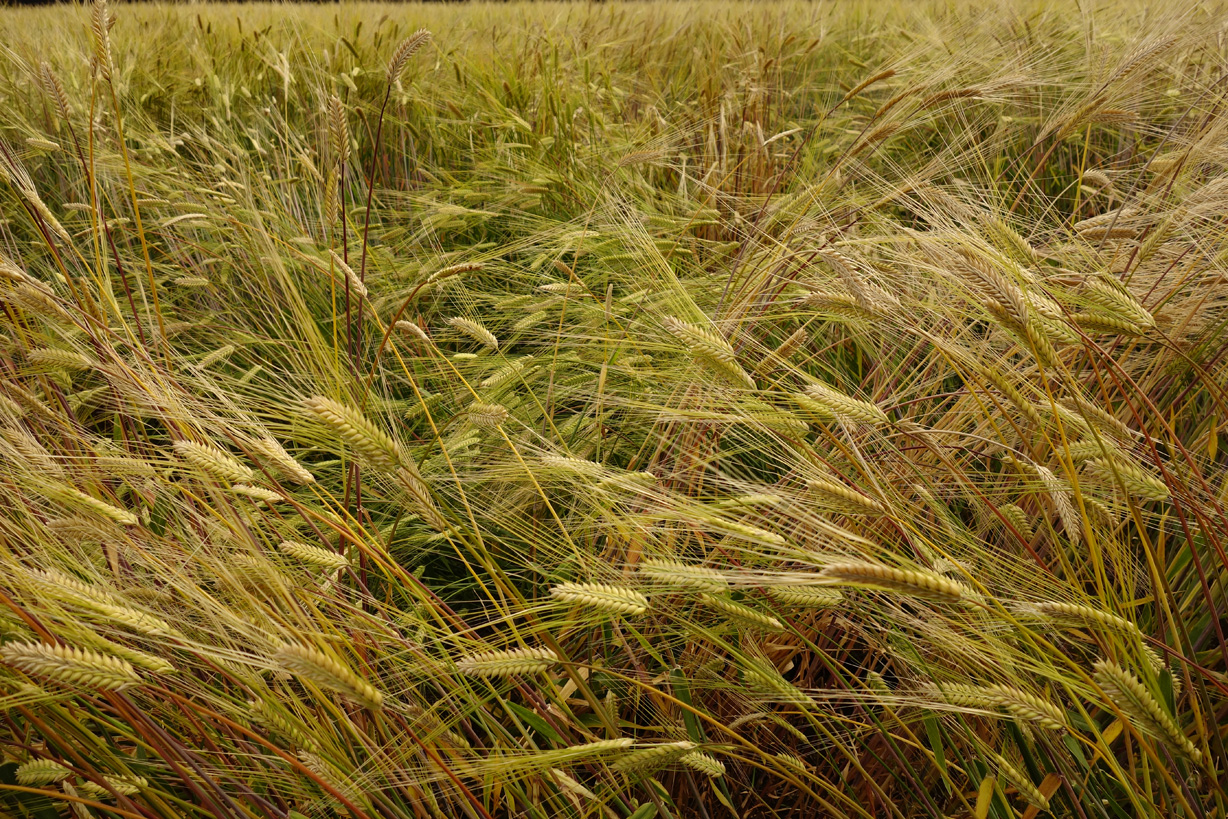 プロも唸る「DSC-RX100」の魅力 | デジタルスチルカメラ Cyber-shot