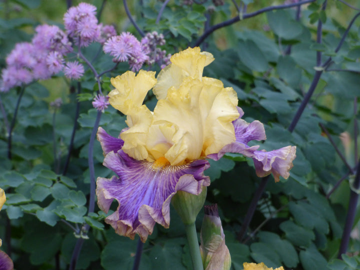 Creola – Schreiner's Gardens