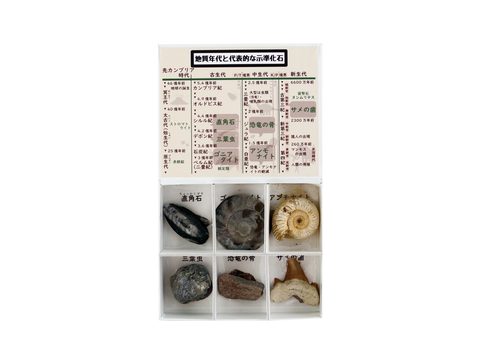 示準化石標本(6種)