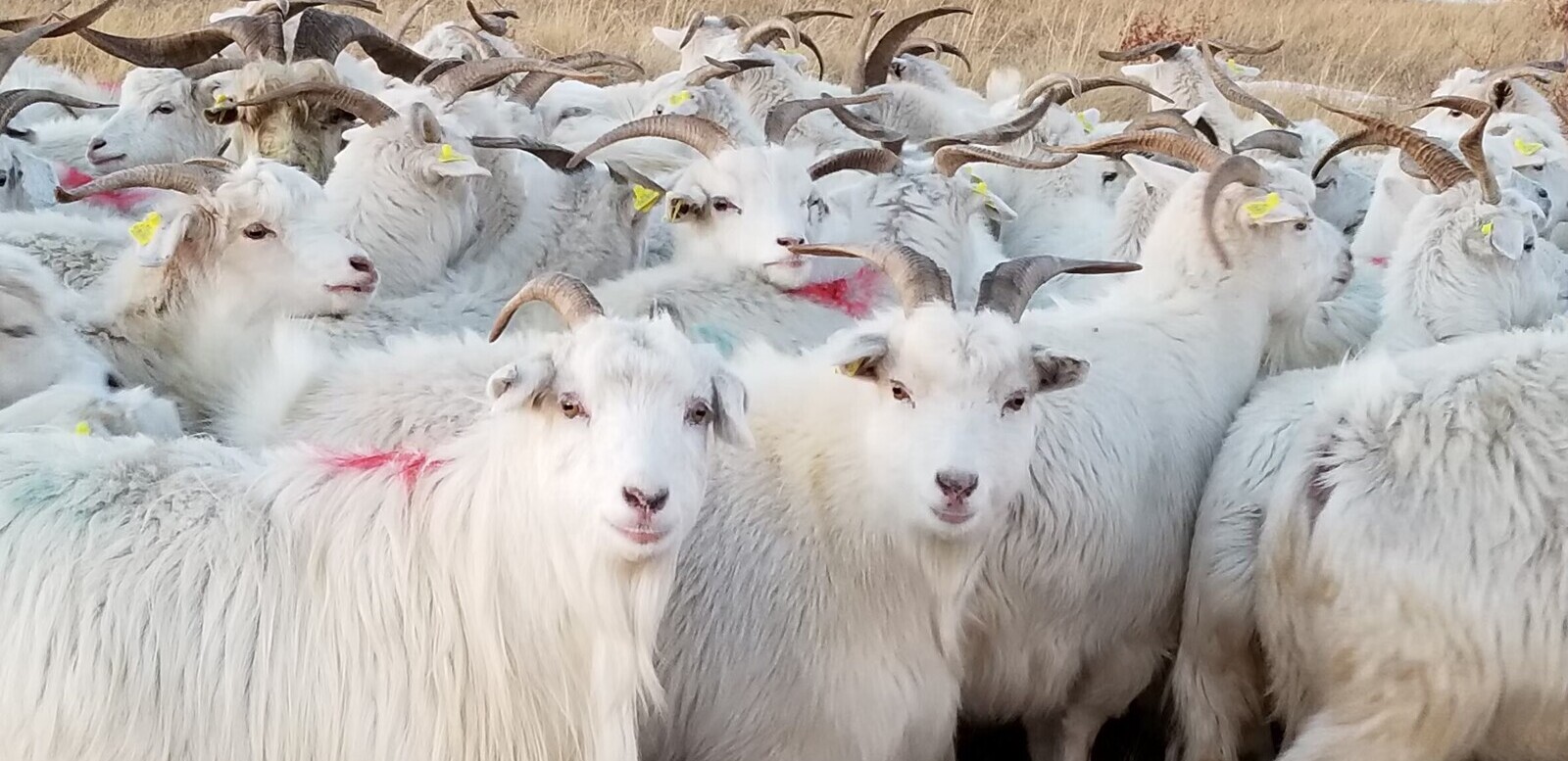 モンゴル国にてゲノム編集技術を用いたカシミヤヤギの品種改良に着手