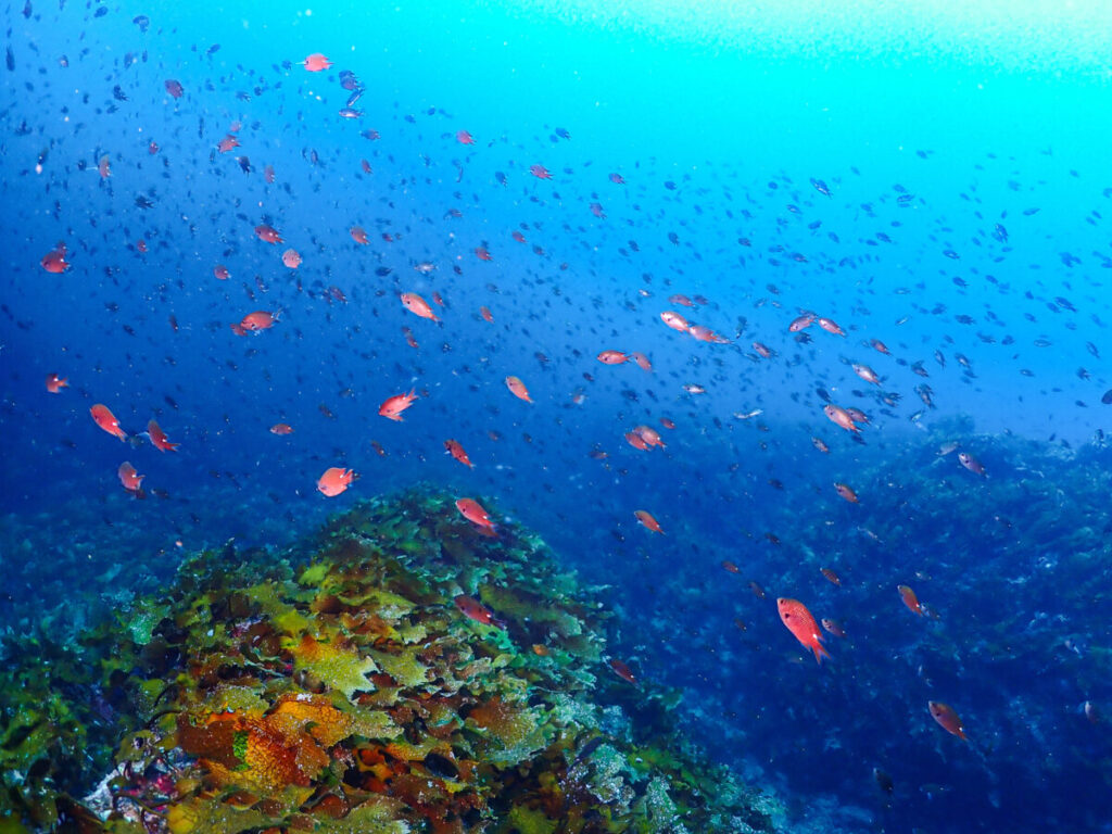 9/8 玄達ツアー 十数年ぶりに日本海の超外洋ポイントへ！！ 激流の中で