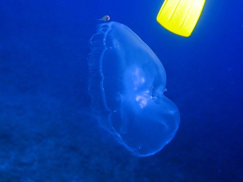 くらげライダー！？｜沖縄ダイビング 那覇シーマリン | 沖縄那覇・慶良
