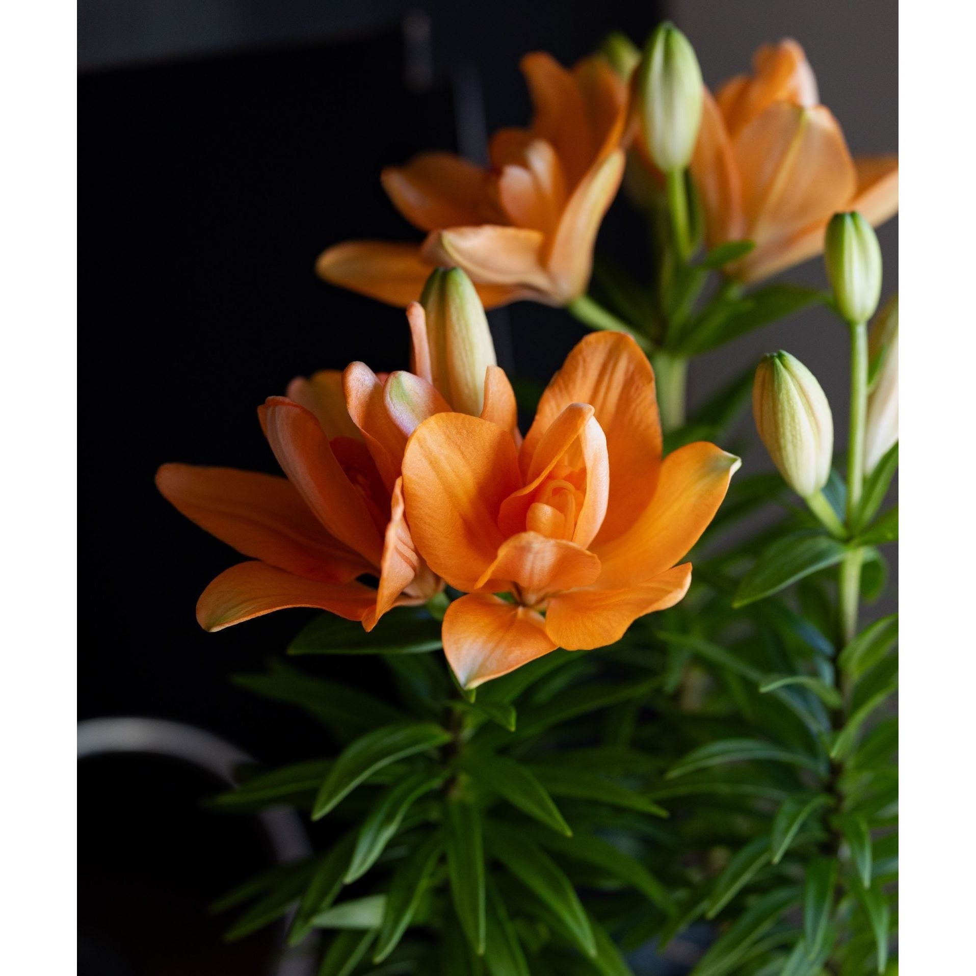 LA Hybrid Lily - 6 Inch Plant | Seed World