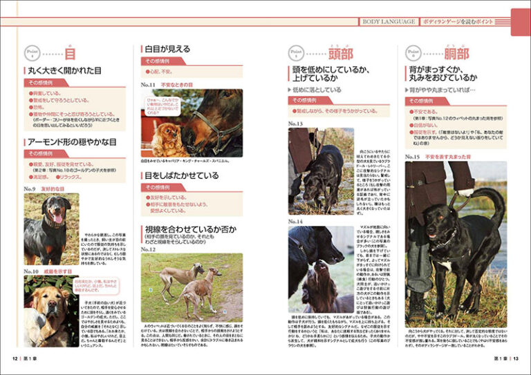 ドッグ・トレーナーに必要な「深読み・先読み」テクニック | 株式会社