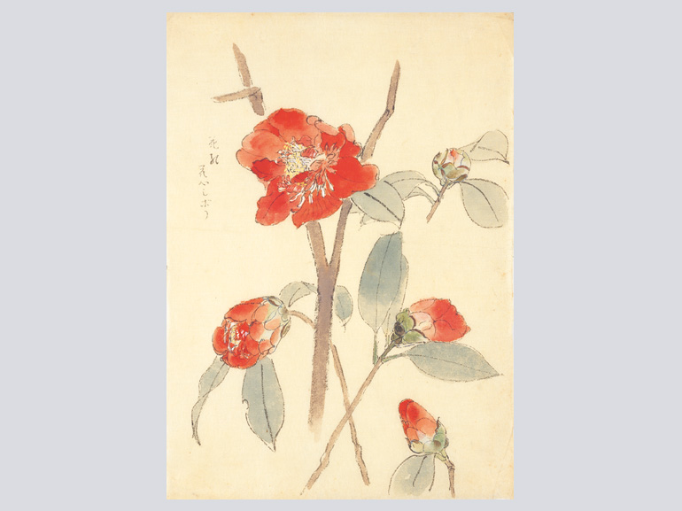 花を描く 堅山南風素描集｜青幻舎 SEIGENSHA Art Publishing, Inc.