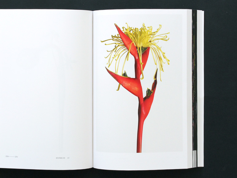 ENCYCLOPEDIA OF FLOWERS 植物図鑑｜青幻舎 SEIGENSHA Art Publishing