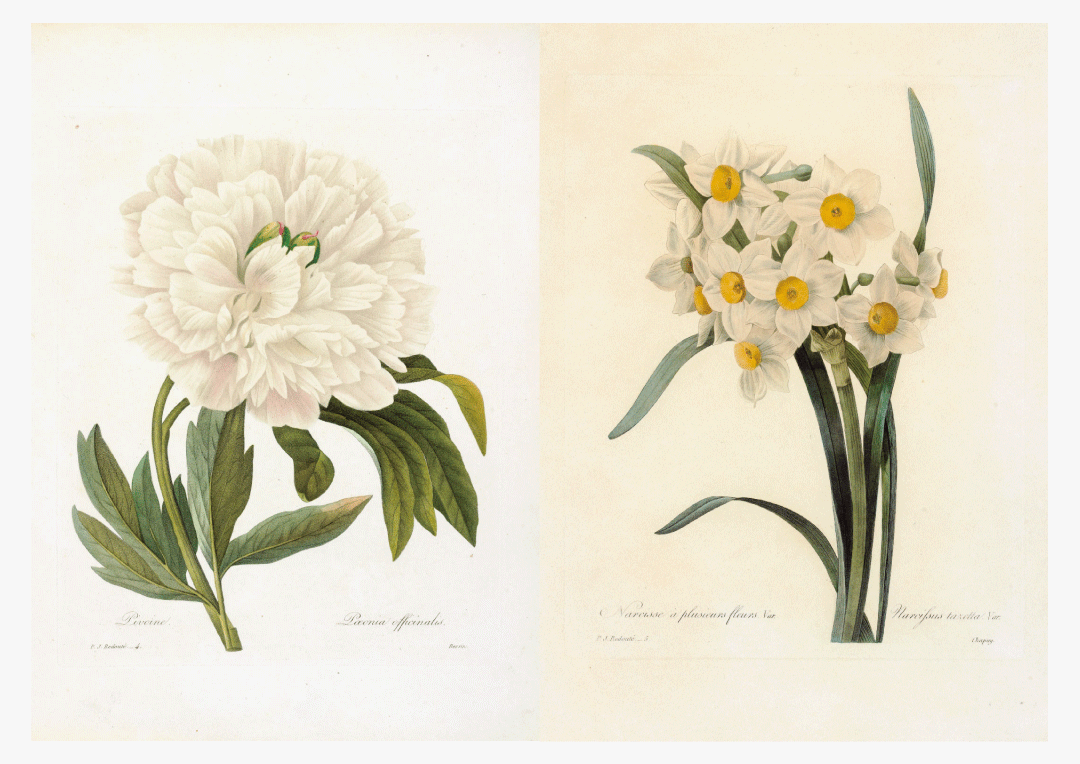 ルドゥーテ展 | 青幻舎プロモーション