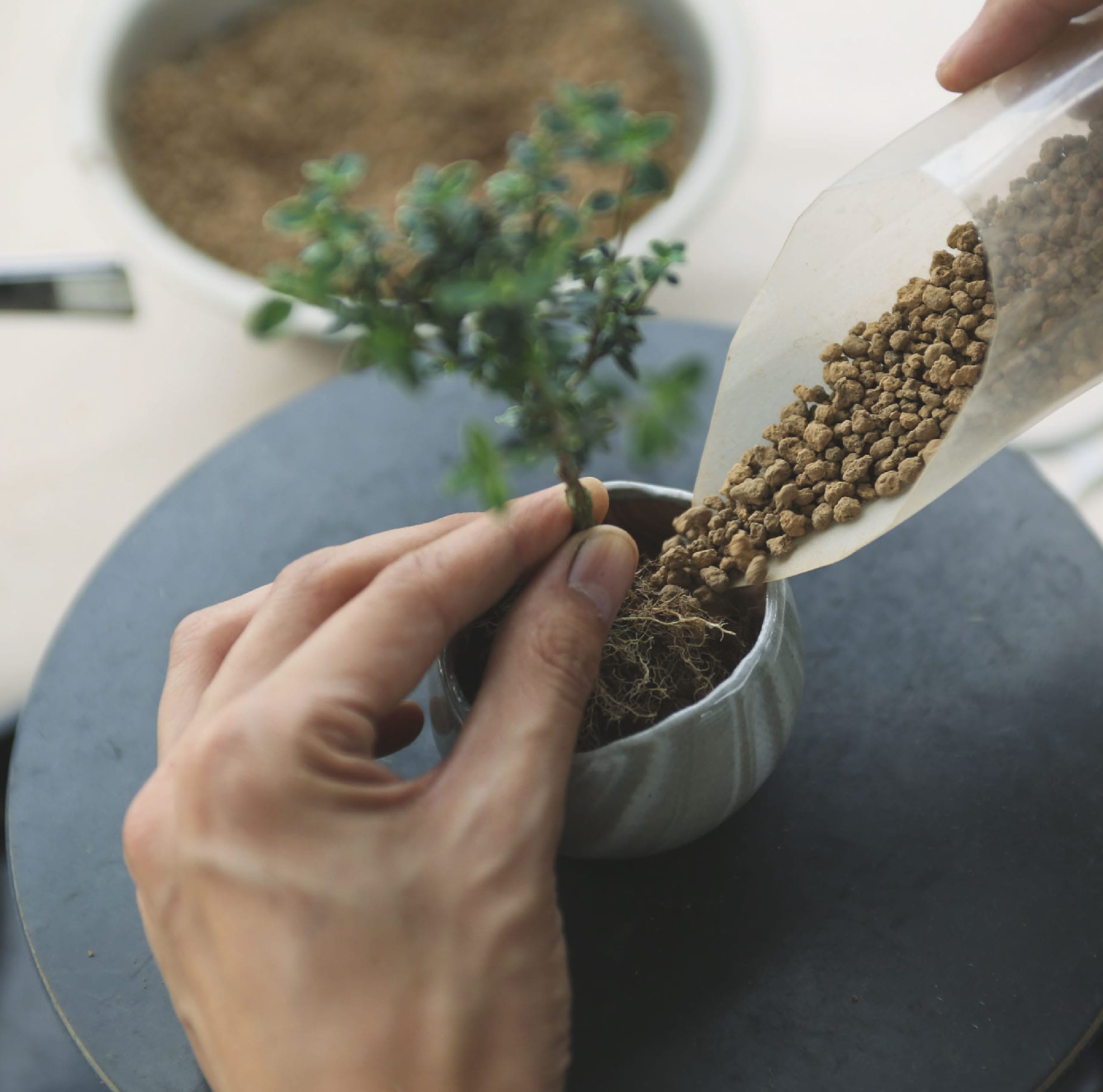 日々の育て方｜石木花｜SEKIBOKKA｜盆栽