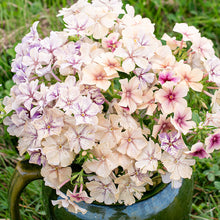 Phlox 'Crème Brûlée' plants