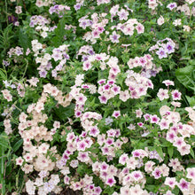 Phlox 'Crème Brûlée' seeds