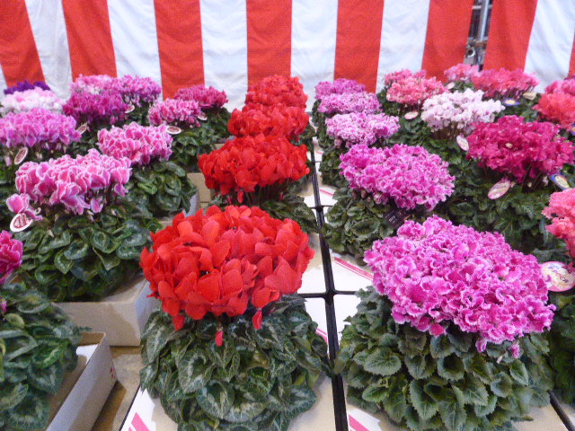 第47回 東北鉢物生産組合品評会」R5.11.30(木)