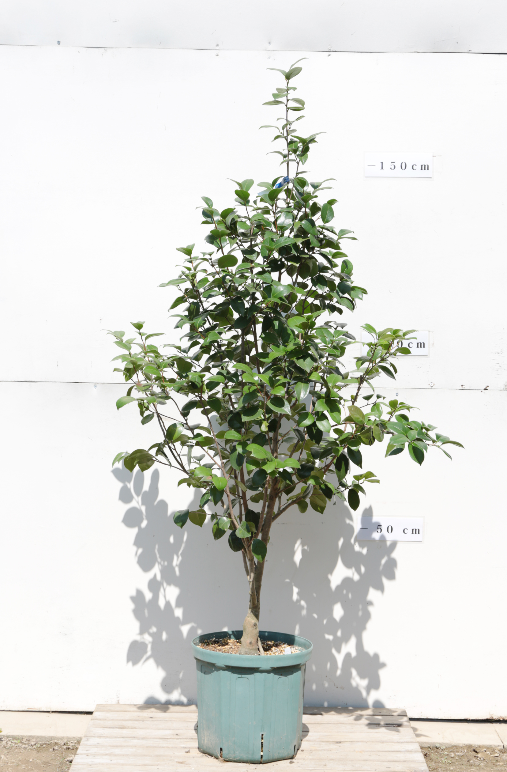 neet 炎 大社紫 此の糸3点セット 椿園オンラインショップ / 【一点物