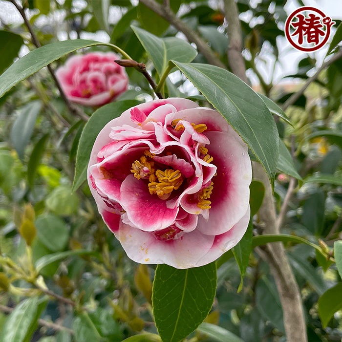 椿園オンラインショップ / 玉唐子・たまからこ