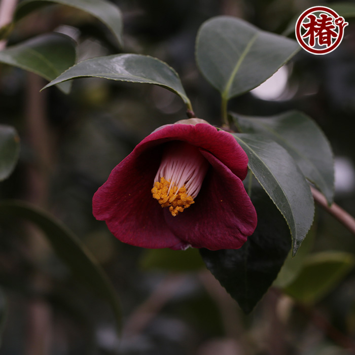 椿園オンラインショップ / 大社紫・たいしゃむらさき