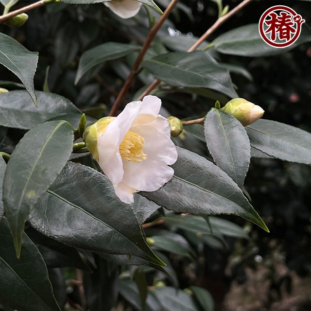 椿【白侘助・しろわびすけ】白くて小さい小輪花♪ | 椿心 佐藤椿園
