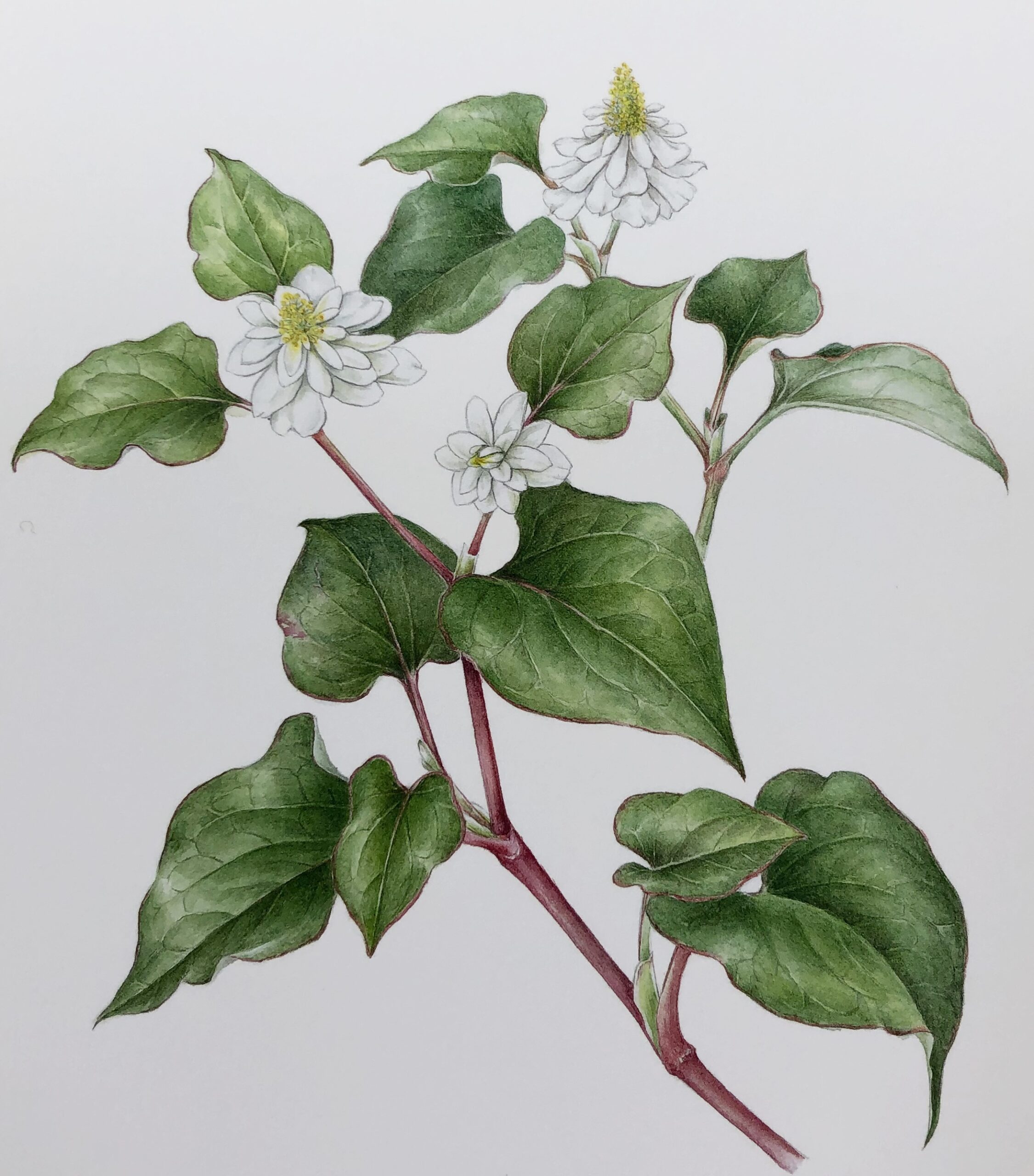 はじめての植物画 ボタニカルアート(水) – 静岡朝日テレビカルチャー