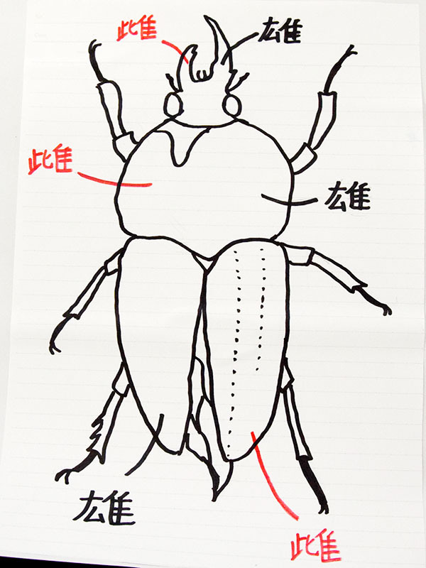 生まれる確率は…珍しい雌雄モザイクのクワガタに驚き 東松山の高3生