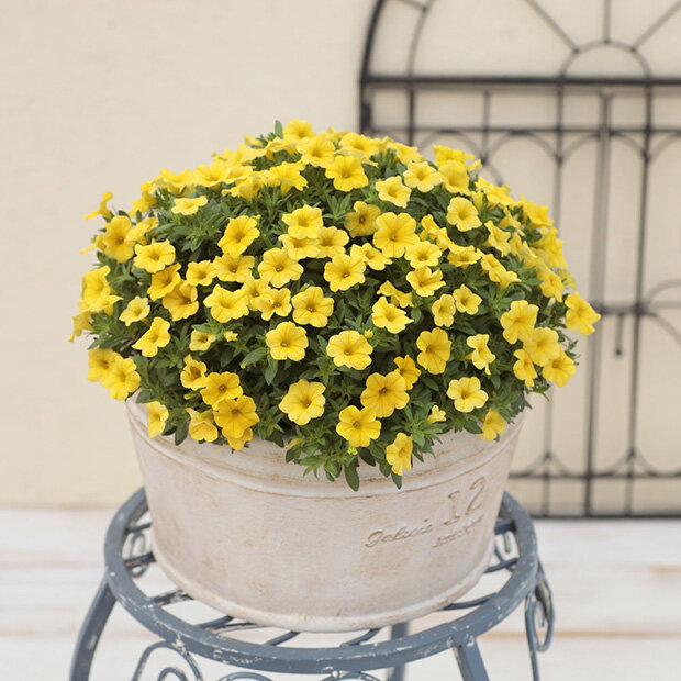 ふわリッチ®とは？｜タネ（種）・苗・園芸用品は【サカタのタネ】