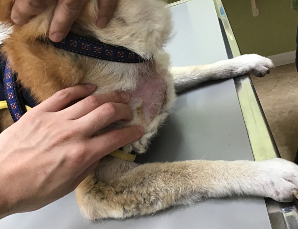 アトピー性皮膚炎だから、、とその痒みあきらめていませんか