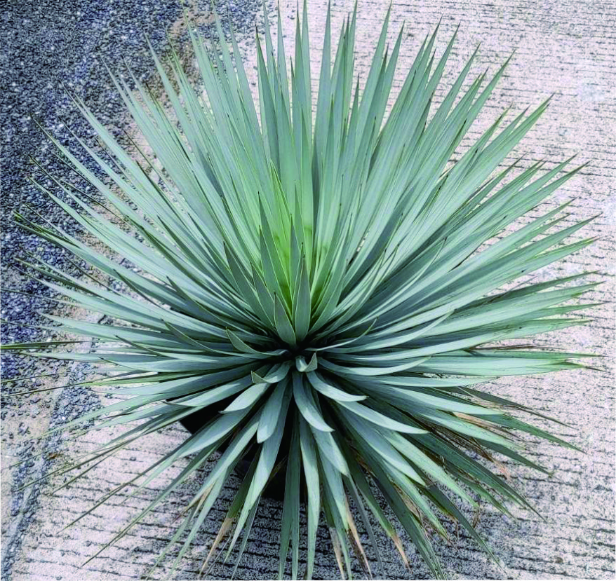 Samurai Green Thailand / ユッカ ロストラータ ブルーサンダー