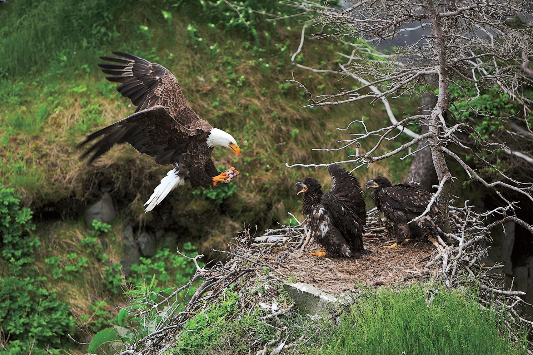 vol.2] 北アメリカの空の王者「ハクトウワシ」 – SANYO CHEMICAL MAGAZINE