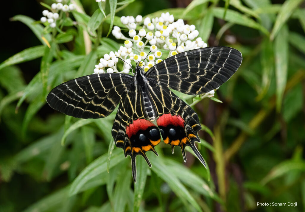 Meet the Bhutan Glories - SBBT
