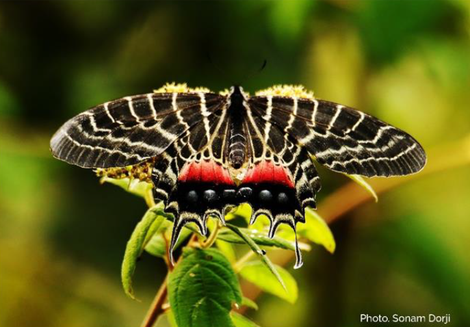 ブータンの蝶類 : Butterflies of Bhutan ブータンの蝶類