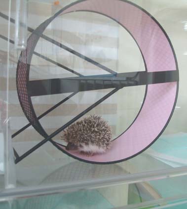 高級アクリルケージのご案内