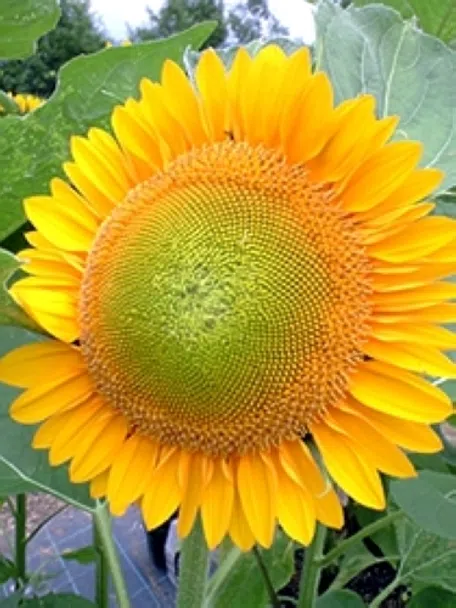 ひまわりの育て方｜KINCHO園芸