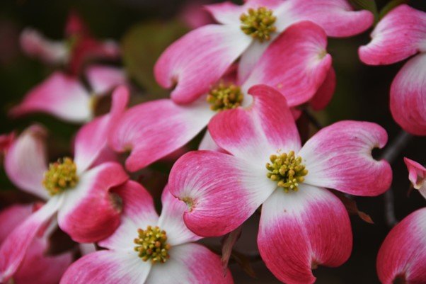 ハナミズキとは？由来や興味深い逸話とヤマボウシとの見分け方をご紹介