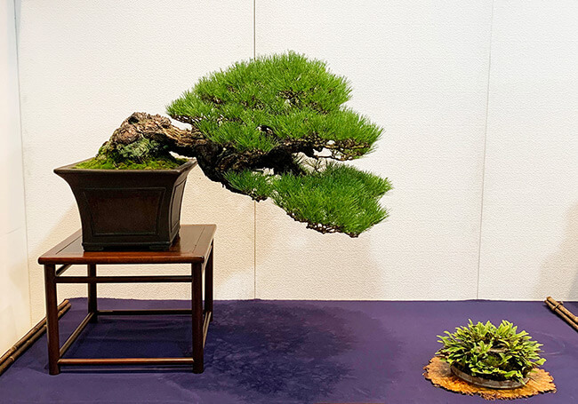 ちょっぴり人に話したくなる盆栽展の見方、楽しみ方～「第96回国風盆栽