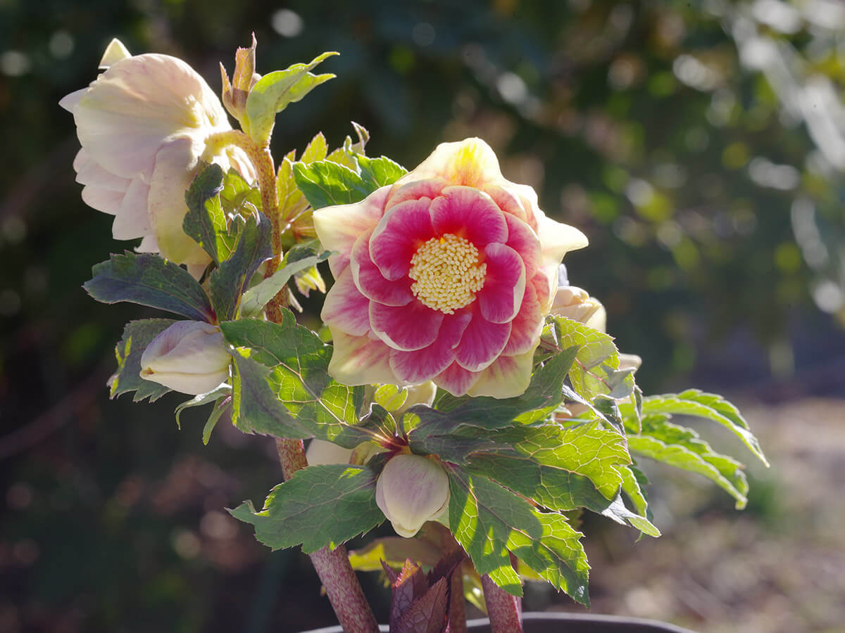 ソレイユ×多弁ソレイユ☆クリスマスローズ苗☆ホワイトオーレア 曽田