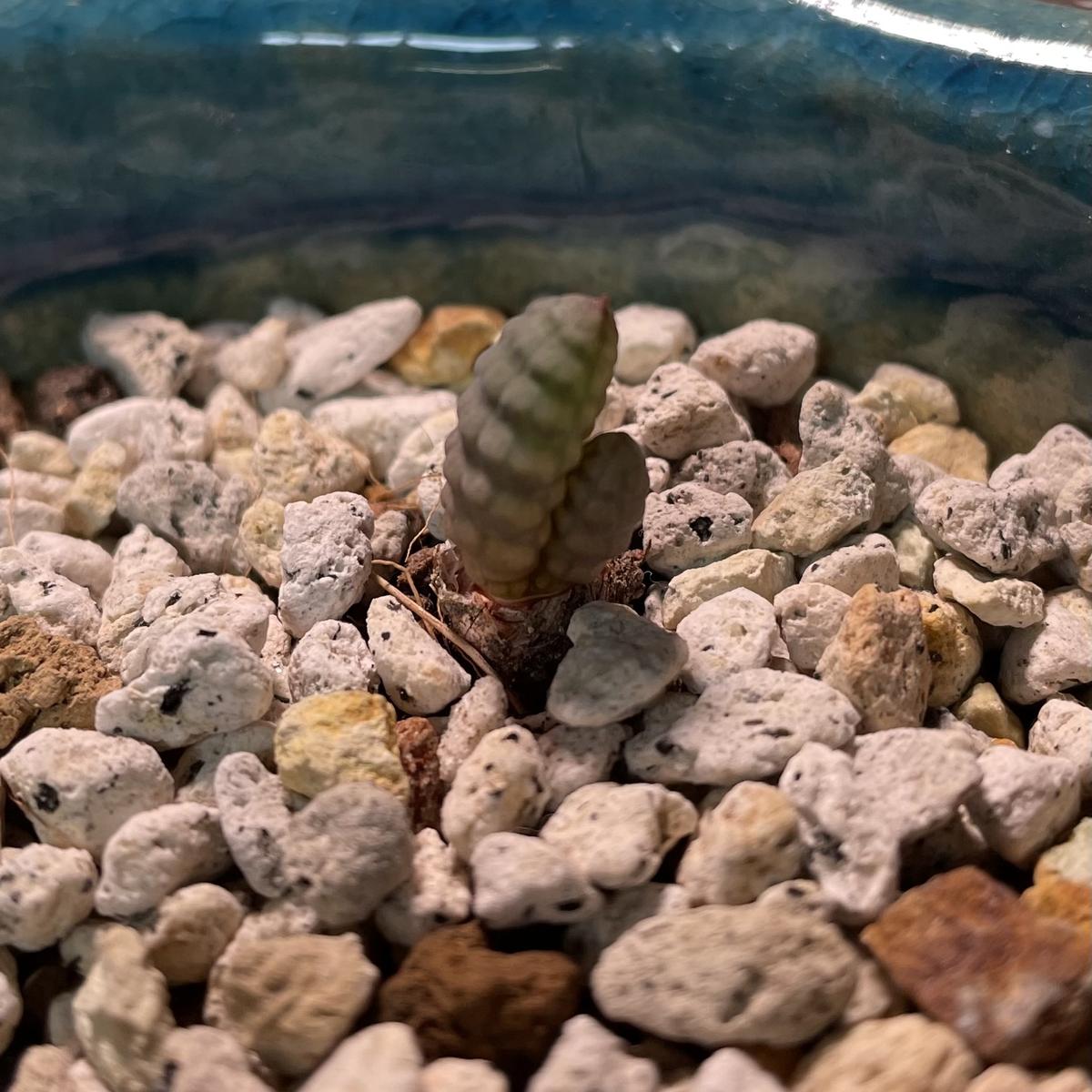 ブルビネブルインシー｜園芸日記bynyaomomo｜みんなの趣味の園芸｜1151977