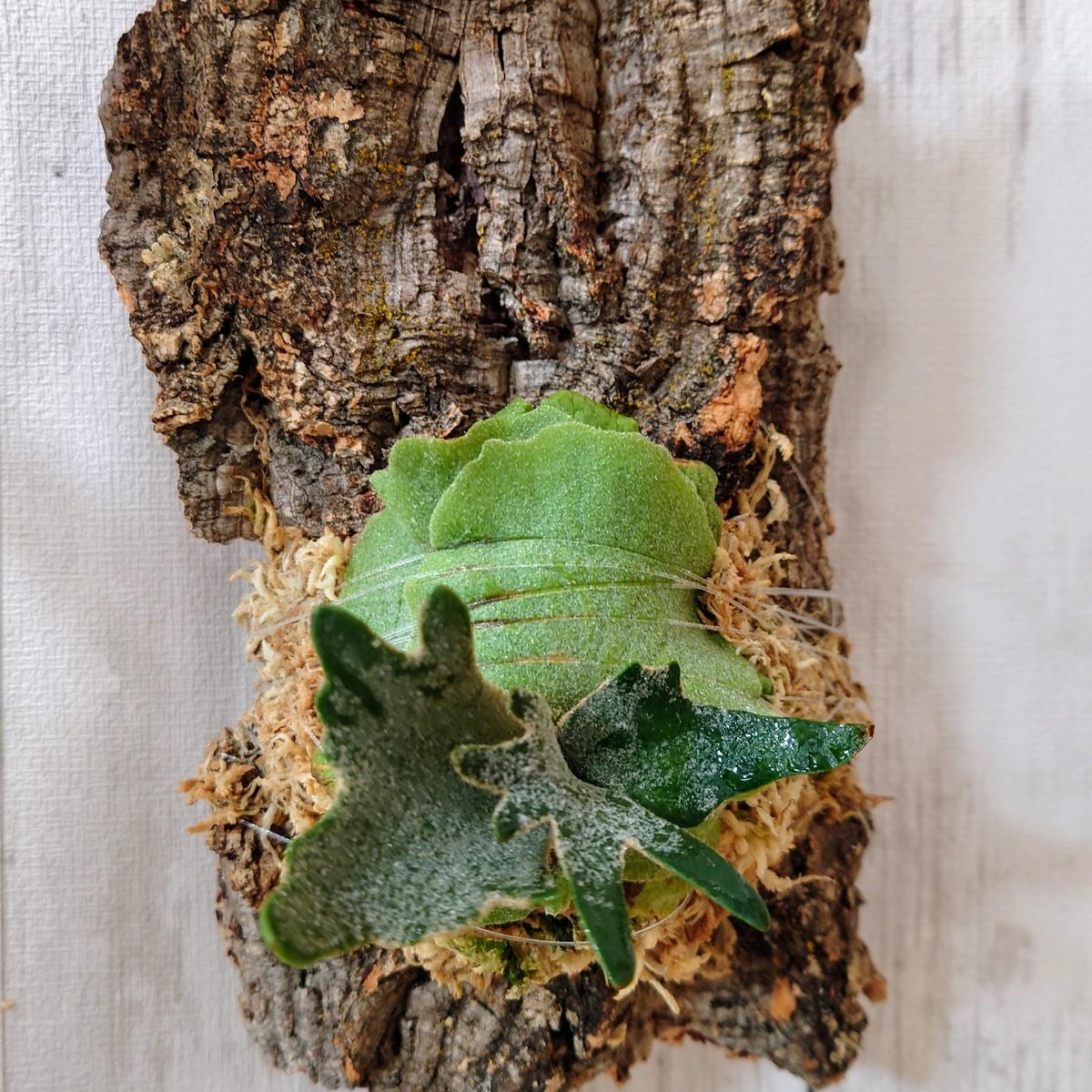 img_cache_d_1316933_1_17448440