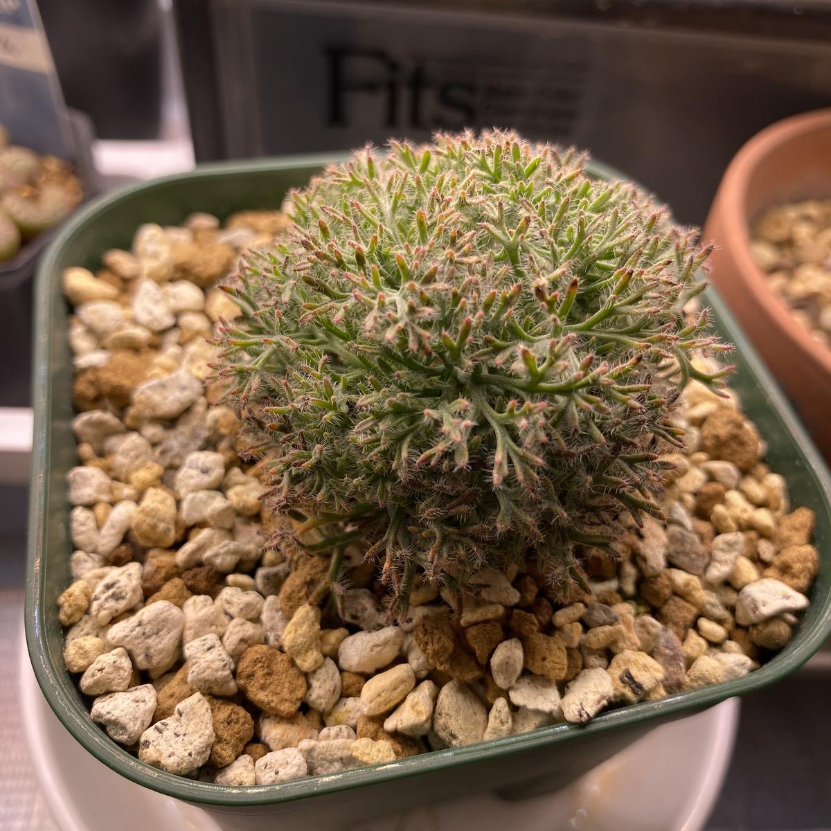 モンソニア・ムルチフィダ(ムルチフィズム)について。発芽から