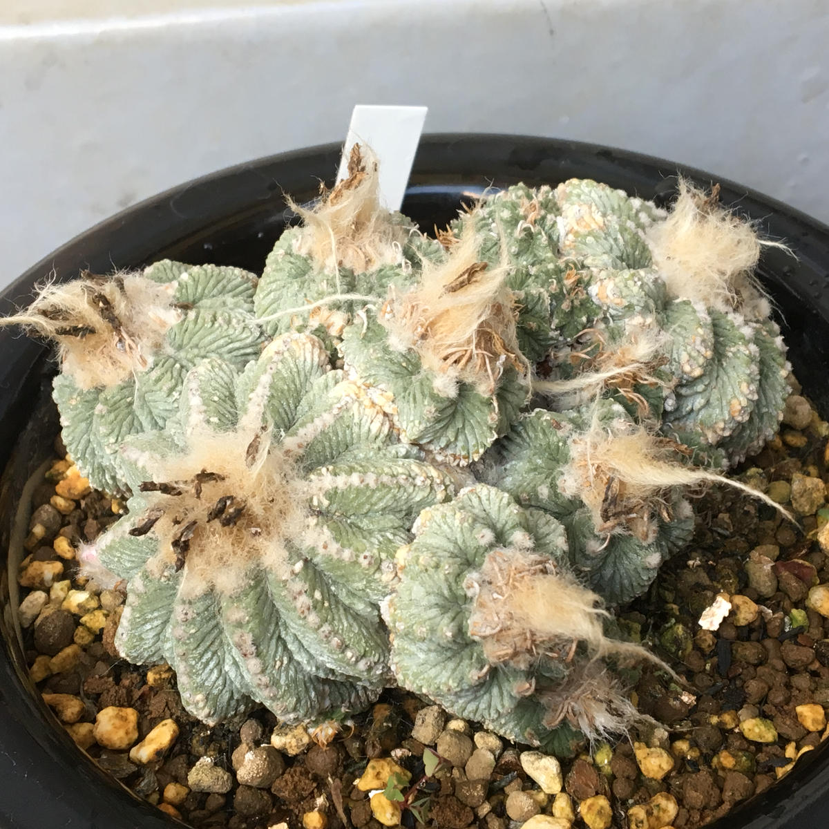 絶滅危惧種「花籠」アズテキウム属リッテリー｜そだレポ（栽培レポート