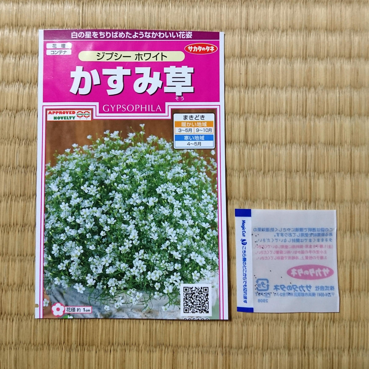 カスミソウジプシーを種から育てるチャレンジ♪｜そだレポ（栽培