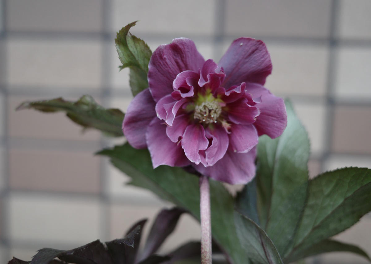 img_cache_r_18816_c_1739095024