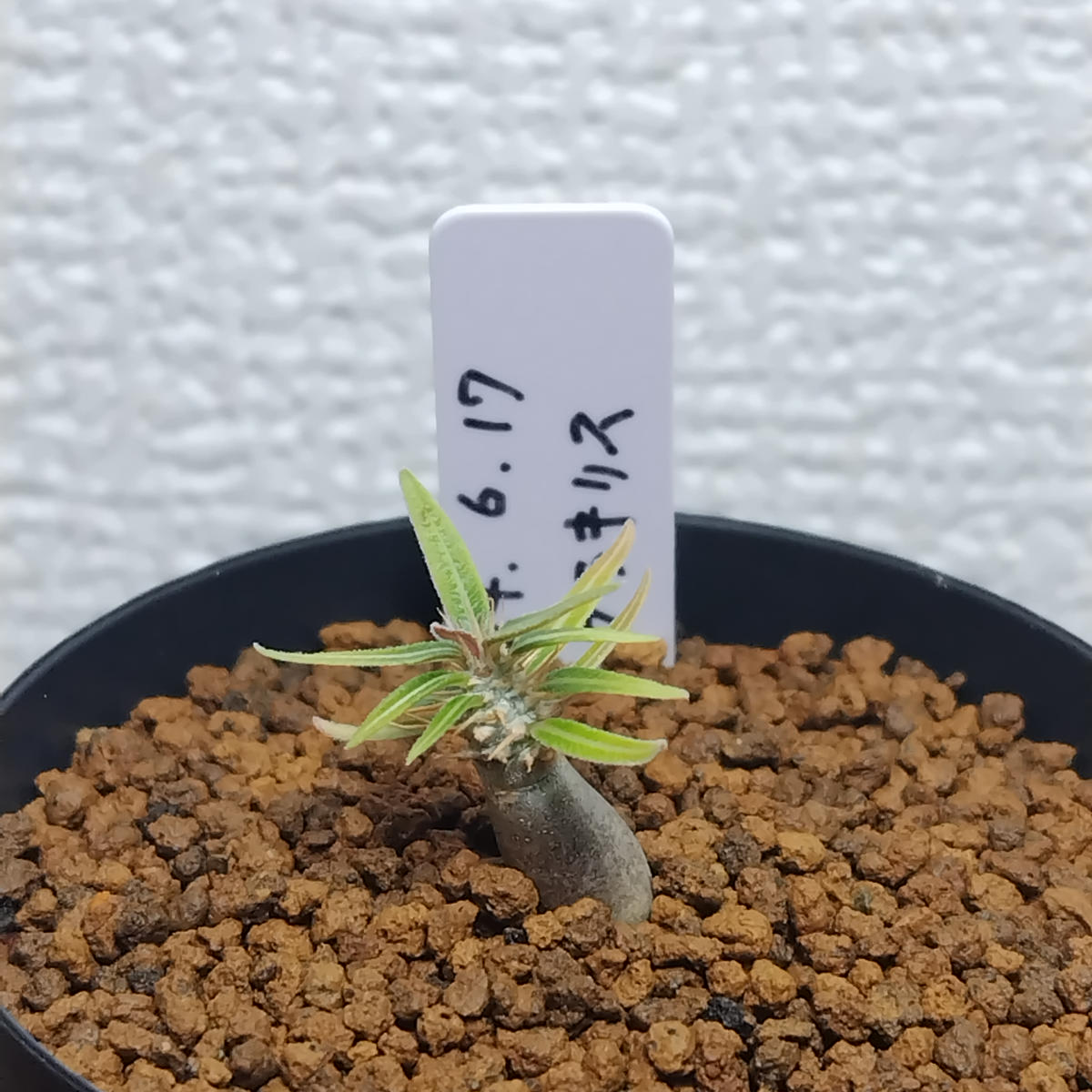 グラキリス 実生16 5株セット グラキリス 実生 5株セット ②G | HANDS