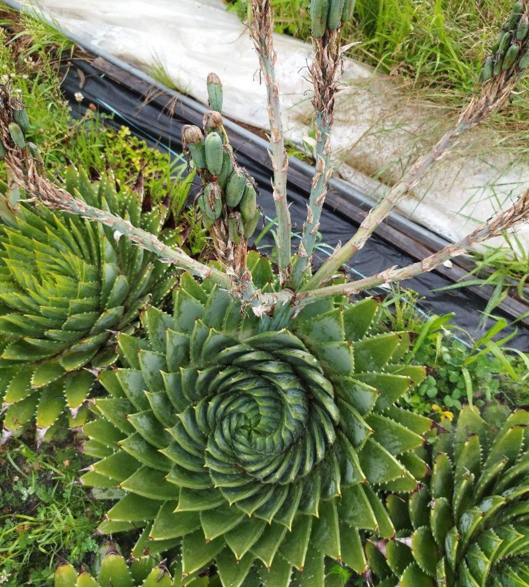 アロエポリフィラ｜そだレポ（栽培レポート）byfruits55.go｜みんなの