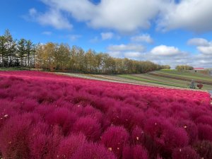 グリーンシーズン-TOP - 展望花畑 四季彩の丘｜北海道美瑛町の観光ガーデン