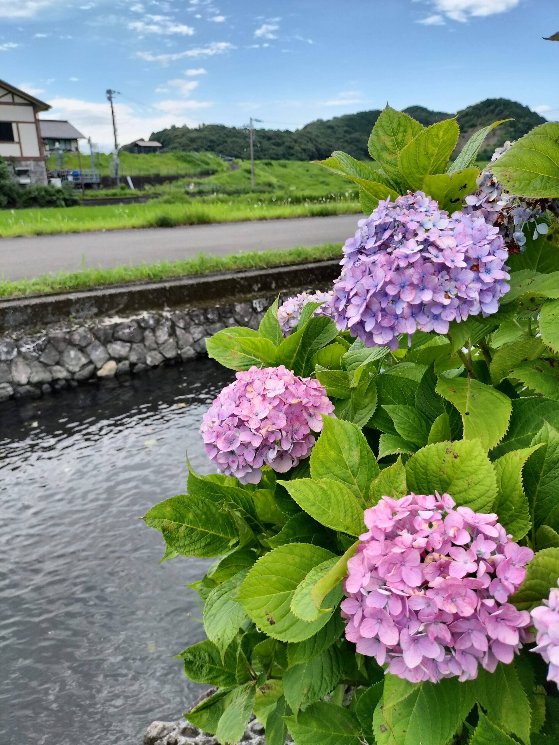 紫陽花】安並水車の里 紫陽花の様子 | 一般社団法人 四万十市観光協会