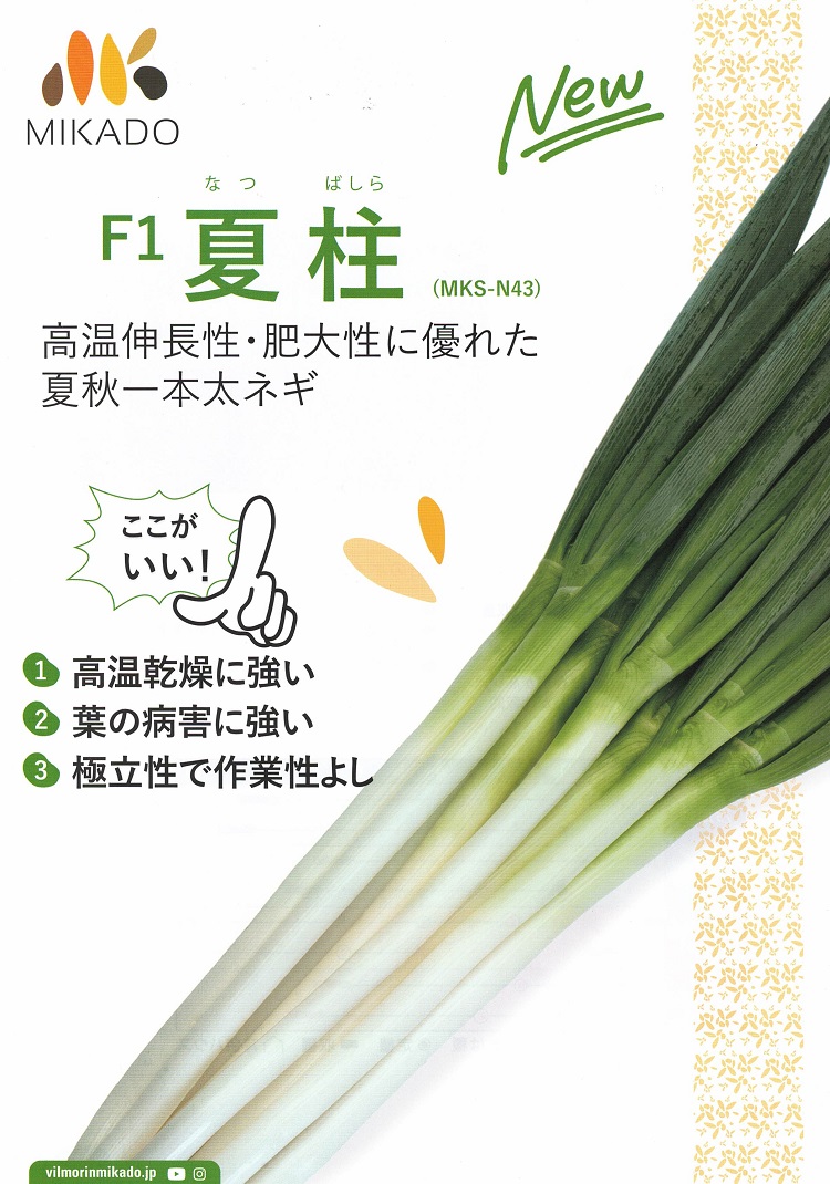ネギ種子】ヴィルモランみかど 「夏柱（なつばしら）」 ☆新タネは10月