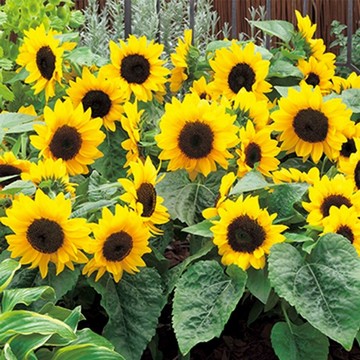 営利用ひまわり種子】 タキイ種苗 矮性ひまわり スマイルラッシュ