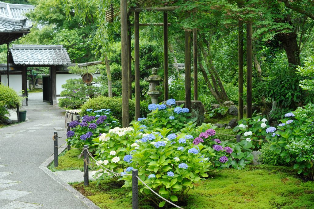 新善光寺HP-紫陽花の丘