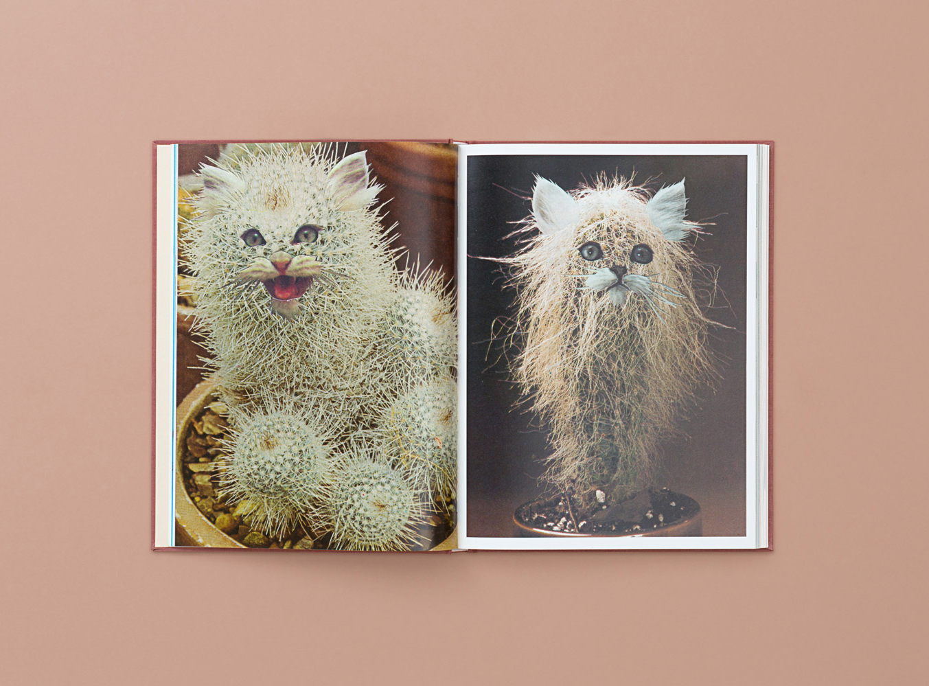 Two Internet Obsessions, One New Book: Stephen Eichhorn's Cats