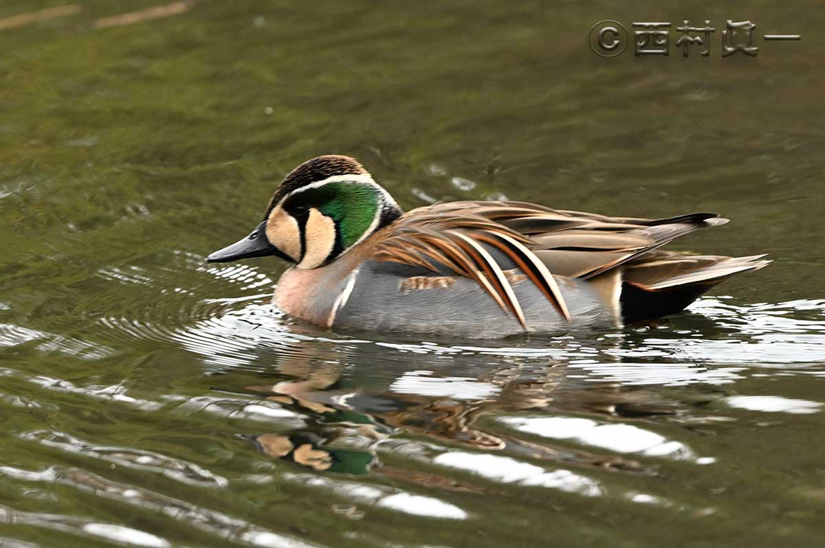 トモエガモ｜すぎなみ学倶楽部