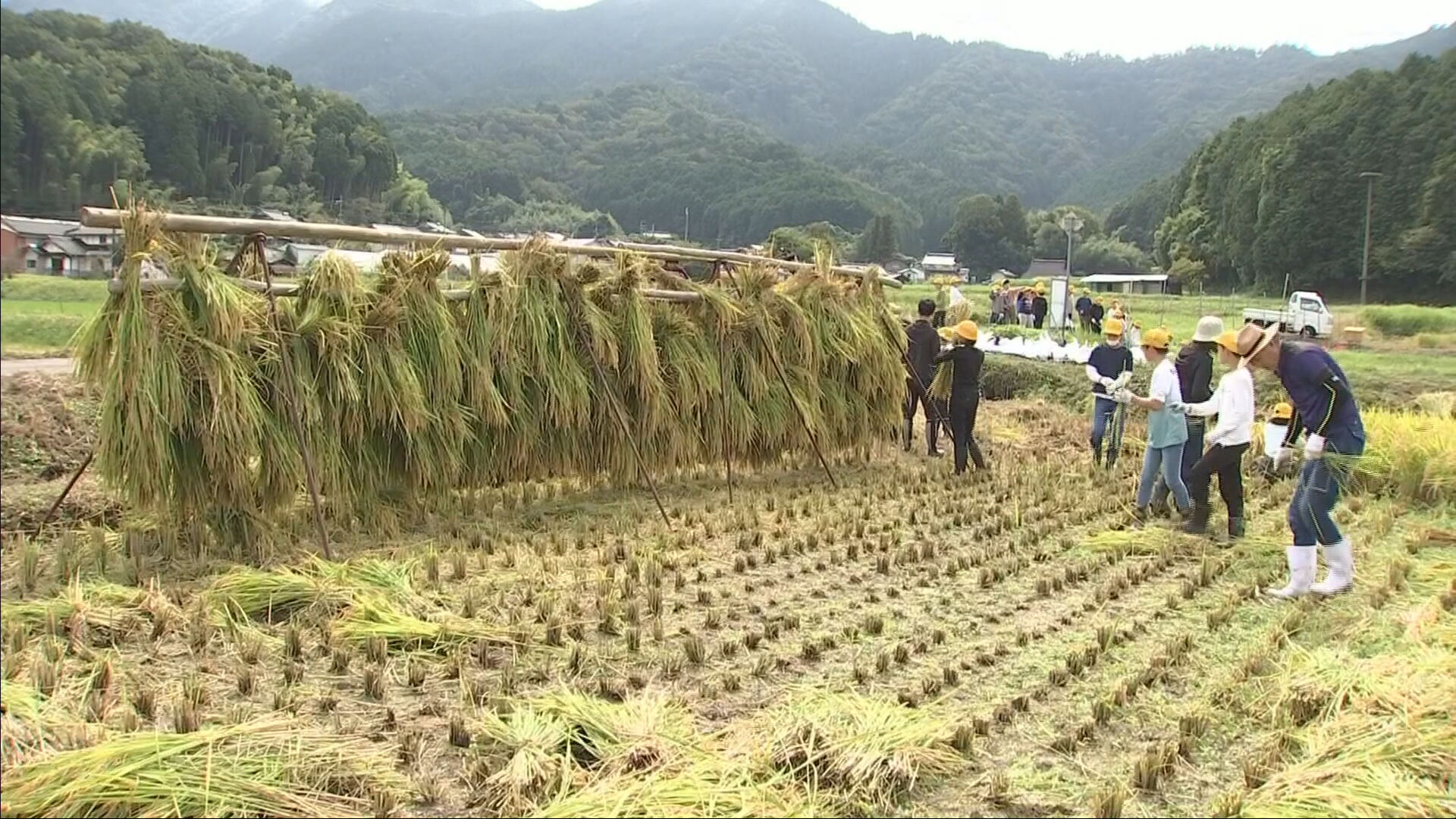実りの秋”朝来市の小学生 鎌を使った昔ながらの方法で稲刈りに挑戦