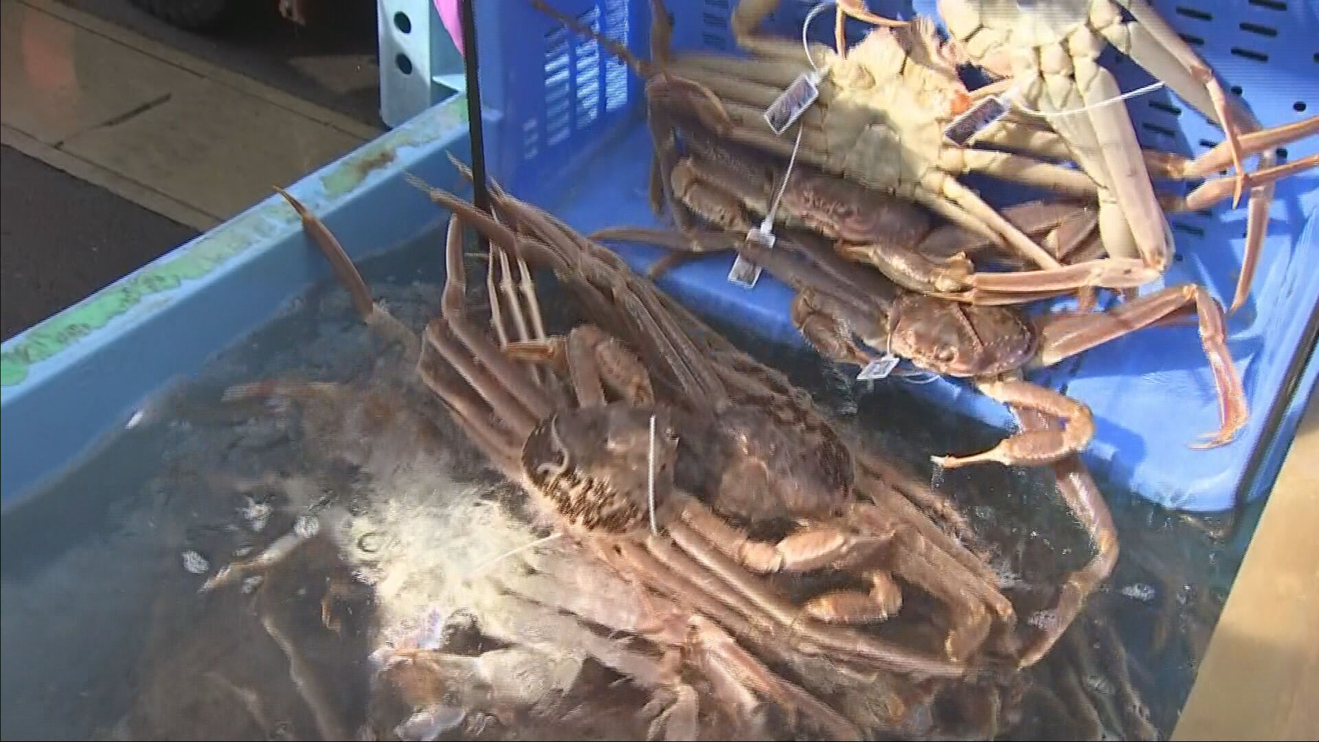 初競り価格は180万円 県内ズワイガニ漁が一斉に解禁 - サンテレビニュース